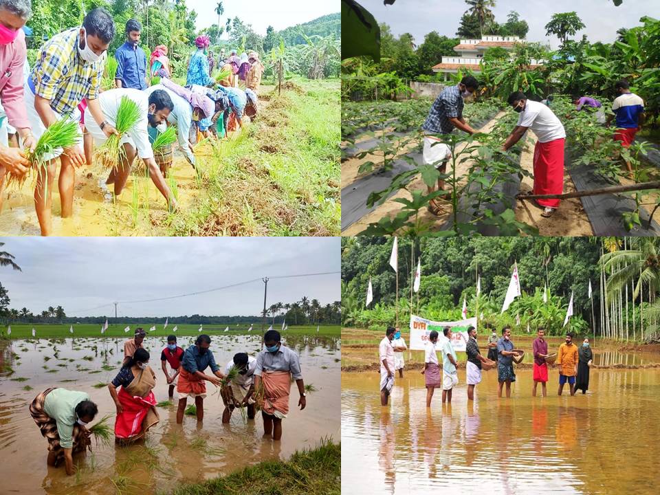 DYFI:n aktiivit osallistuvat maataloustöihin Keralan eri osissa
