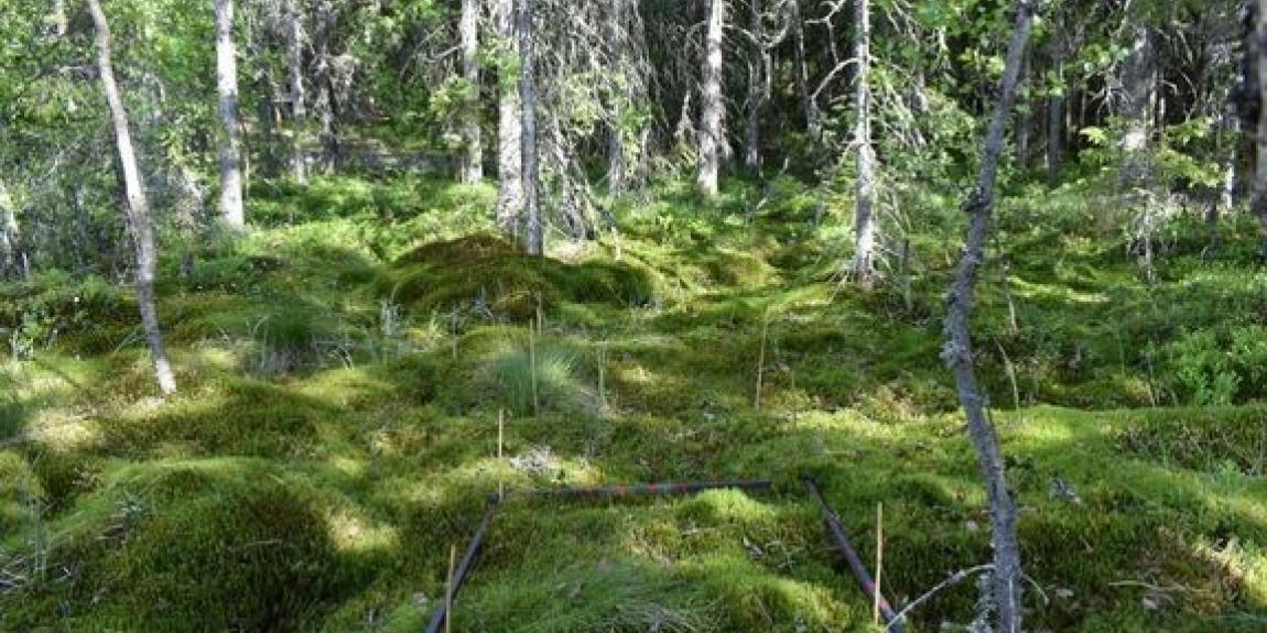 Ojittamattomilla soilla on tärkeä rooli sekä hiilinielujen että luonnon monimuotoisuuden kannalta. Kuva maastomittauksilta Kurjenrahkan suoalueelta. Kuva: Iuliia Burdun / Aalto-yliopisto 