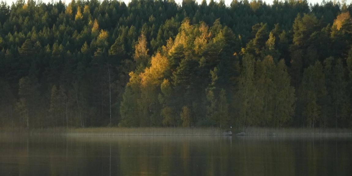 Vääksy metsä 2020 kuva Toivo Koivisto
