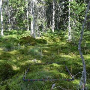 Ojittamattomilla soilla on tärkeä rooli sekä hiilinielujen että luonnon monimuotoisuuden kannalta. Kuva maastomittauksilta Kurjenrahkan suoalueelta. Kuva: Iuliia Burdun / Aalto-yliopisto 