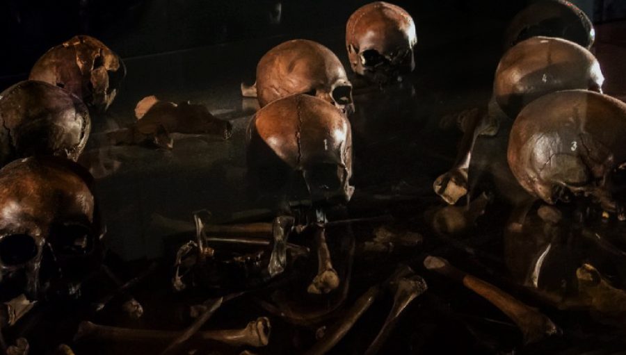 Levaluhdasta löydettyjä kalloja kansallismuseossa