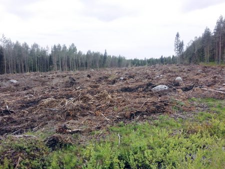 Tuore avohakkuu