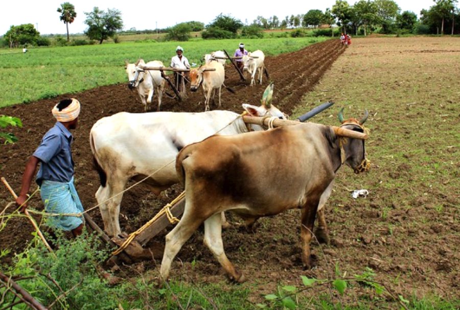 maatyöläiset työskentelevät helteessä intiassa