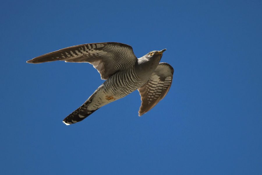 Kun Onon aloitti mittavan matkansa Mongolian aroilta