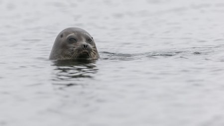 itämerennorppa kuva WWF