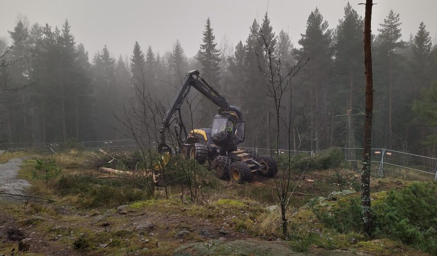 Pirkkolan metsä 10 11 2020
