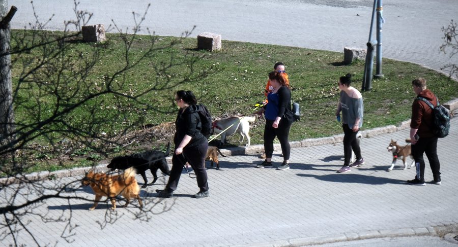 ihmisiä ulkoiluttamassa koiria