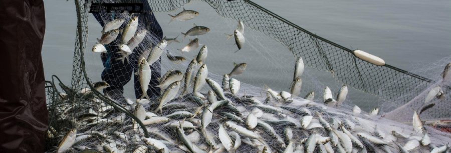kalastusverkko