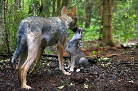 Susiemo on jälkeläisilleen hellä ja suojeleva@sergey gorshkov-wwf