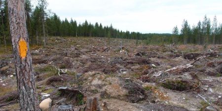 Hakkuualue Kuusamossa Karhunkierroksen varrella. kuva Toivo Koivisto