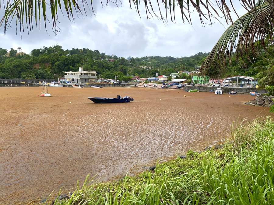 Sargassolevä peittää vedet lähellä Marigotin kalastuslaitosta.