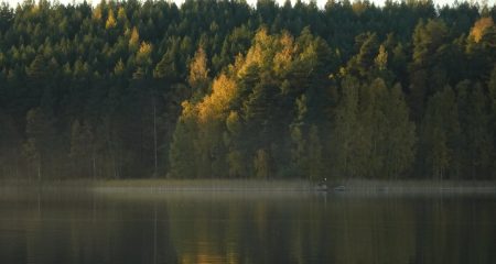 Vääksy metsä 2020 kuva Toivo Koivisto