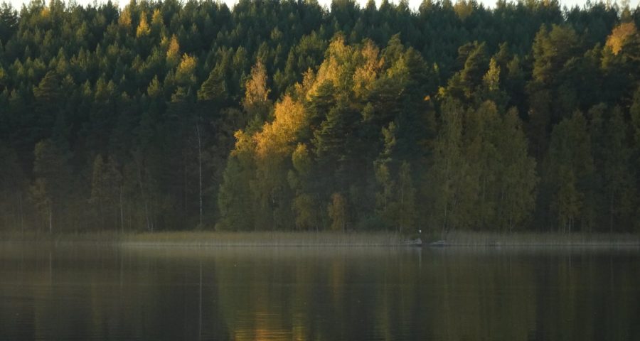 Vääksy metsä 2020 kuva Toivo Koivisto