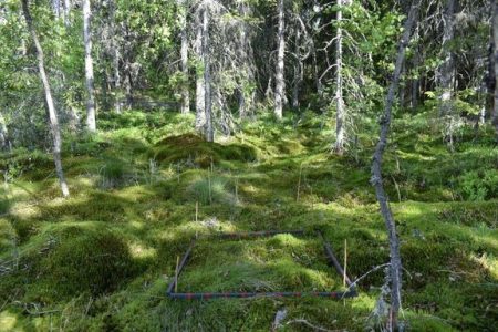 Ojittamattomilla soilla on tärkeä rooli sekä hiilinielujen että luonnon monimuotoisuuden kannalta. Kuva maastomittauksilta Kurjenrahkan suoalueelta. Kuva: Iuliia Burdun / Aalto-yliopisto