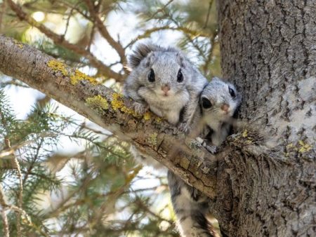 Liito-orava on vanhojen metsien asukki