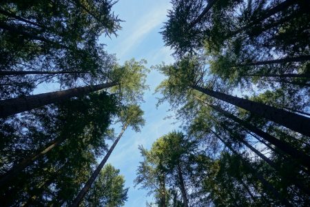 metsä