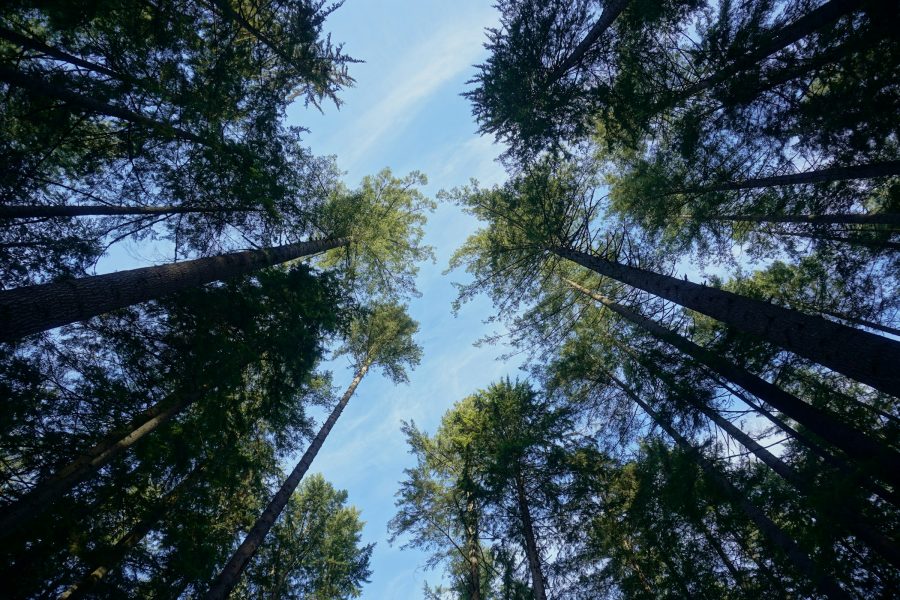 metsä