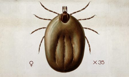A tick (Ixodes reduvius). Coloured drawing by A.J.E. Terzi. Wellcome V0022546
