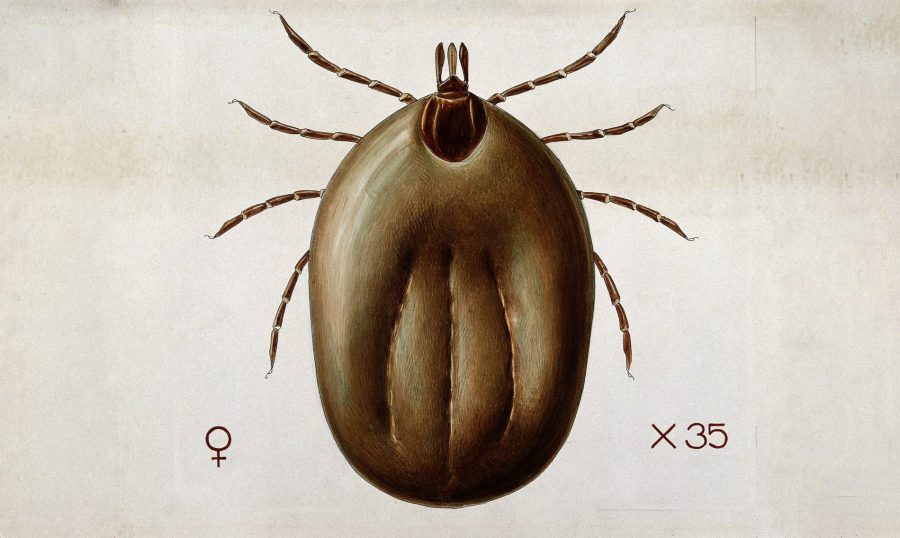 A tick (Ixodes reduvius). Coloured drawing by A.J.E. Terzi. Wellcome V0022546