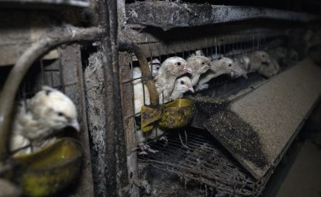 3525px Fot. Andrew Skowron (47986192628)