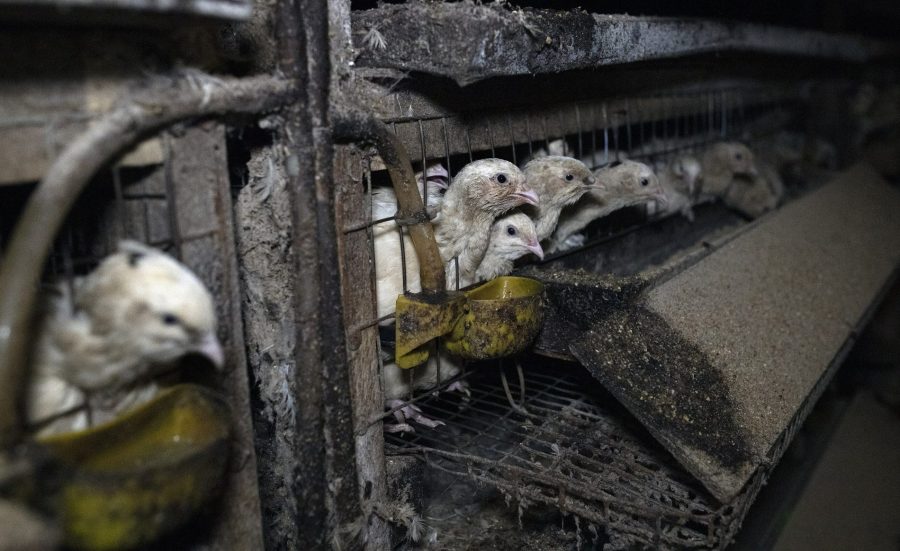 3525px Fot. Andrew Skowron (47986192628)