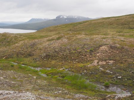 Tutkijat ovat kuvanneet sieniä viime vuosina erityisesti Kölivuoriston alueella, mutta myös Etelä- ja Pohjois-Suomessa. Kuva Jukka Vaur