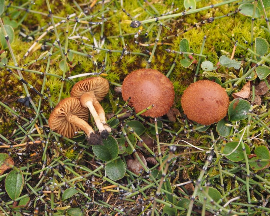 Inocybe badjelanndana 11.8.2016 tyyppinäyte Jukka Vauras