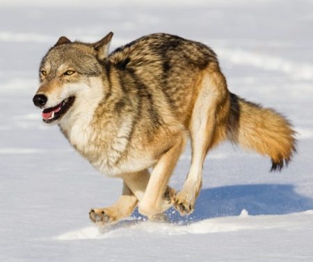 Etujärjestöjen ja ministeriön viestinvaihdosta käy ilmi, että susia koskeva lainmuutos halutaan ulottaa myös karhuihin ja ilveksiin. Kuva Eläinoikeusakatemia