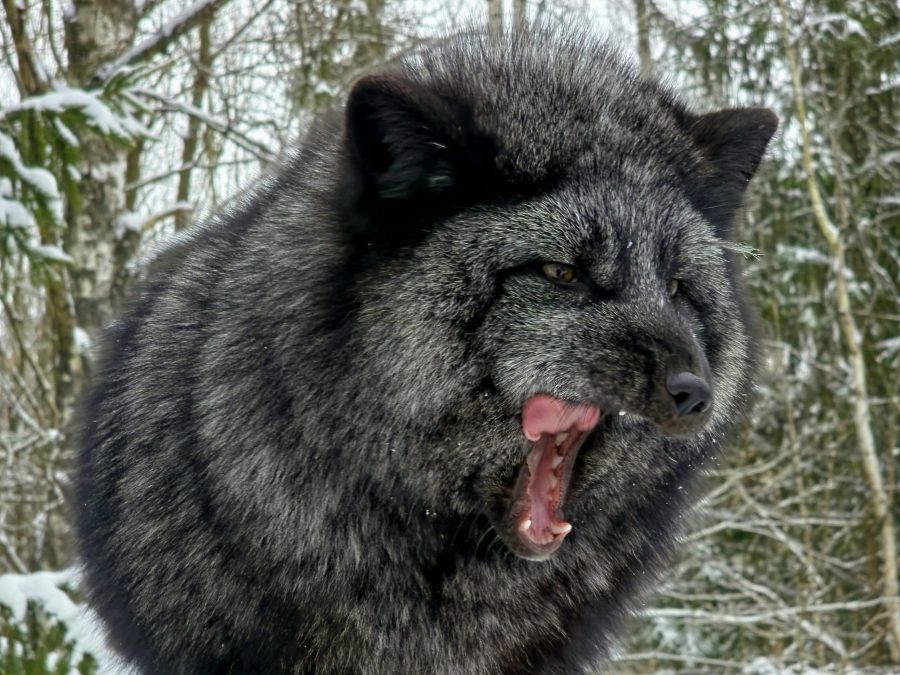 Turkistarhaukselle loppu koko Euroopassa Kuva JP (Juha Pekka) Väisänen