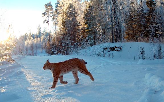 Ilves on Suomen metsissä yhä yleisempi näky kuva John Loehr