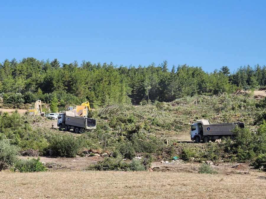 Tree cutting work in Akbelen Forest