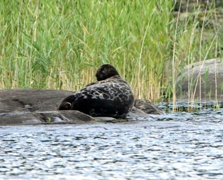 Pusa hispida saimensis  Linda Lötjönen CC BY 4.0