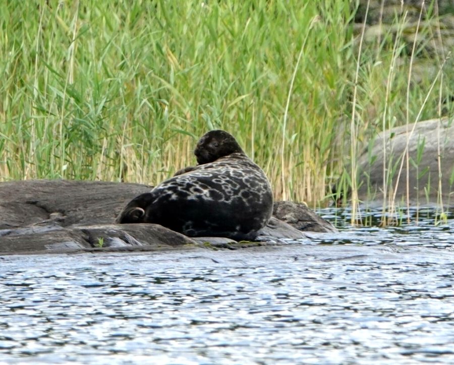 Pusa hispida saimensis  Linda Lötjönen CC BY 4.0